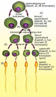 $insaninyaratilisi_clip_image002_0000[1].webp