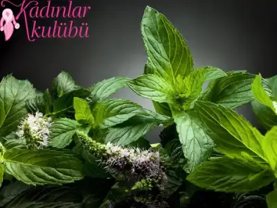 $kulak_agrisi_icin_bitkisel_cozumler (2).webp