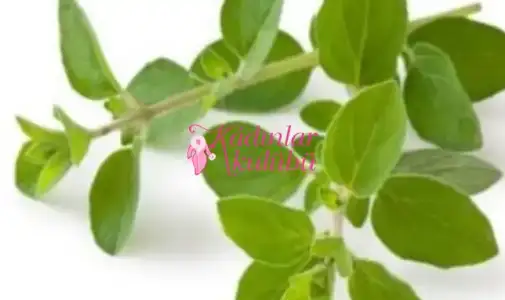 $yuksek_tansiyon_icin_sifali_bitkiler (2).webp