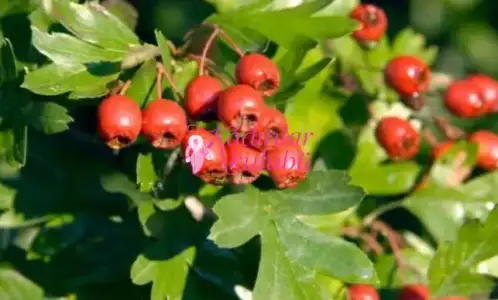 $yuksek_tansiyon_icin_sifali_bitkiler (5).webp $yuksek_tansiyon_icin_sifali_bitkiler (5).webp