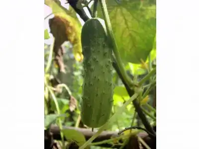 $30400 113776141_14_50_34.webp