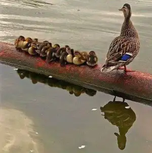 $ImageUploadedByKadÃÂ±nlar KuluÃËbuÃË1406620286.923945.webp