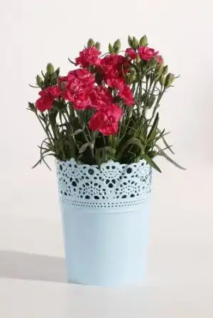 $2175165.webp
