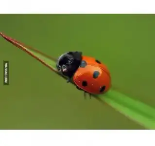 ladypug.webp