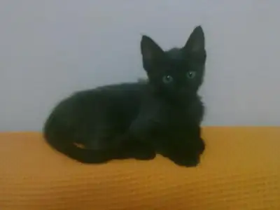 $18112010046.webp