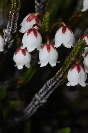 $400px-Cassiope_mertensiana_9197.webp