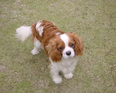 Cavalier-king-charles-spaniels.webp