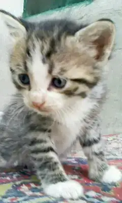$030611-1411.webp