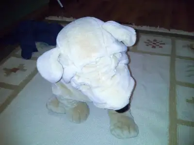 kopek.webp