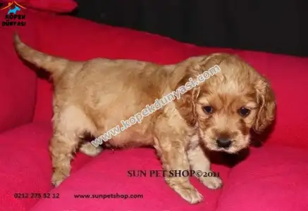 22-uygun-fiyata-satilik-ingiliz-cocker-yavrulari.webp
