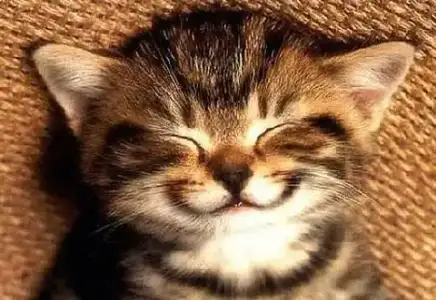 mutluluklll.webp