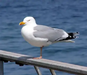 $690px-Larus_argentatus_ad.webp