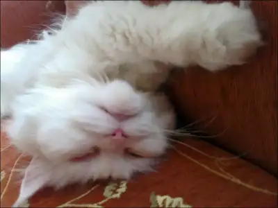 $20062011627.webp