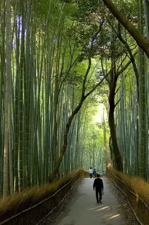 $bambu.webp