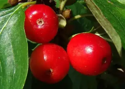 KIZILCIK-VE-KIZILCIK-SUYU.webp