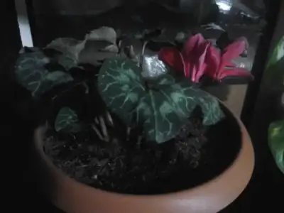 2015-01-27 21.52.22.webp