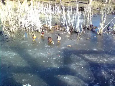 $Şüşü0748.webp $Şüşü0748.webp