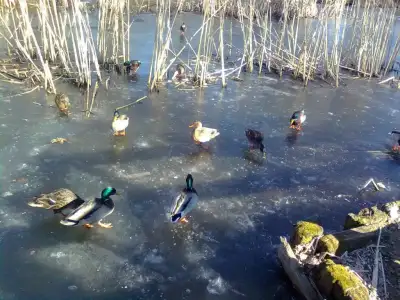 $Şüşü0749.webp $Şüşü0749.webp