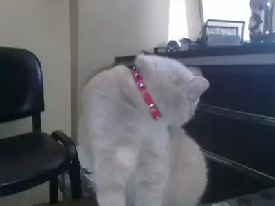 $08072011236.webp