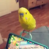 Bipolar Bozukluk Hakkinda Kadinlar Kulubu