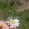 Sericik