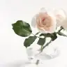 menekselimektup