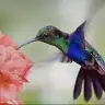 FlyingHummingbird