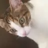 B u r c a k