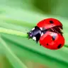 umudayolculugum