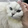 Nisanhazirann