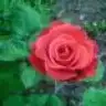 damla4
