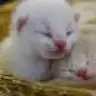 dumaan