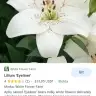 Lilylola