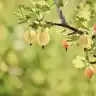 lilacandgooseberries