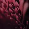 xxc5