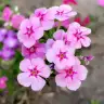 pinkpink3