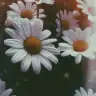 Efsunpapatya