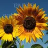 Sonnenblumen