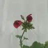 Akruzukoc