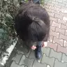arevlse