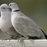 Annesininkuzusu1403