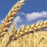 Triticum