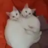 gmzerl