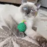 Ccaannssuu