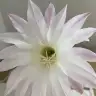 ihfaa