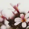 manolya7722