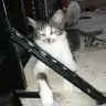 catt11
