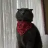 mevsahn