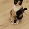 Deliy