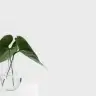 Paprikamaprika